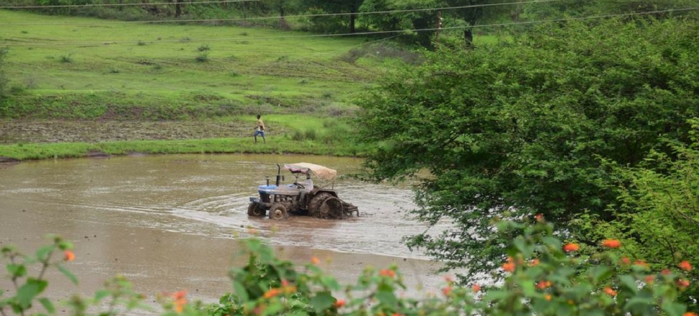 Akole-Rise-Plantation-work-in-Progreass-akole.in